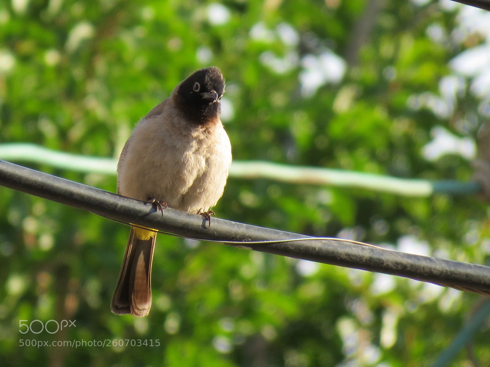 Canon PowerShot SX40 HS sample photo. Bulbul photography