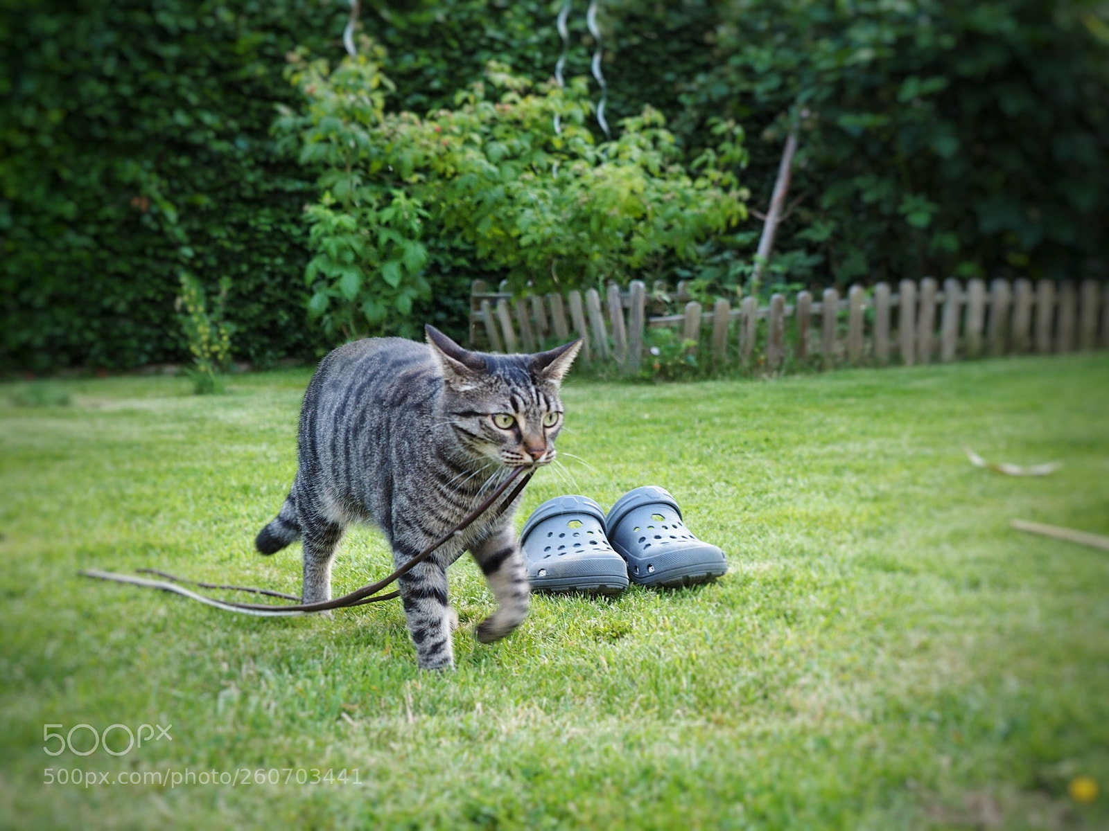 Olympus OM-D E-M1 sample photo. Maja — playing and relaxing photography