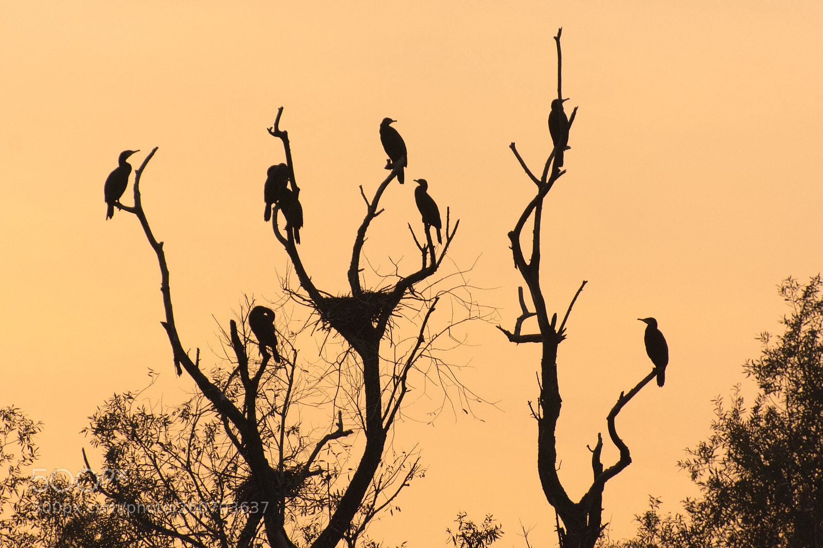 Nikon D7100 sample photo. Bird silhouette photography
