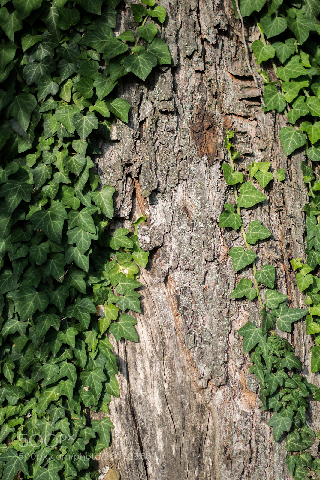 Nikon D3100 sample photo. Tree photography