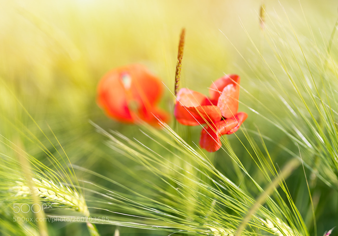 Canon EOS 6D Mark II sample photo. Mohn photography