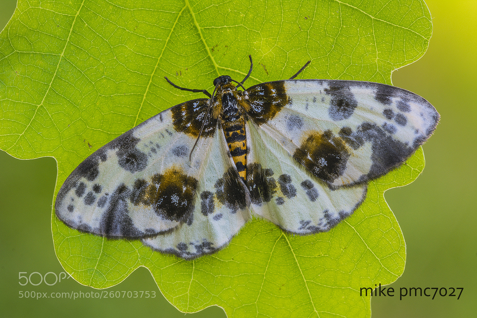 Nikon D7100 sample photo. The clouded magpie photography
