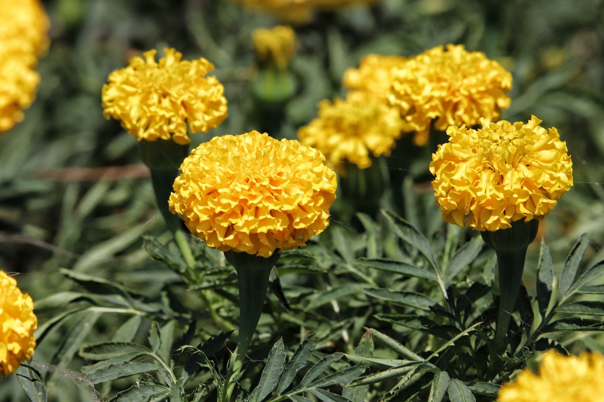 Canon EOS 800D (EOS Rebel T7i / EOS Kiss X9i) sample photo. Yellow flowers photography