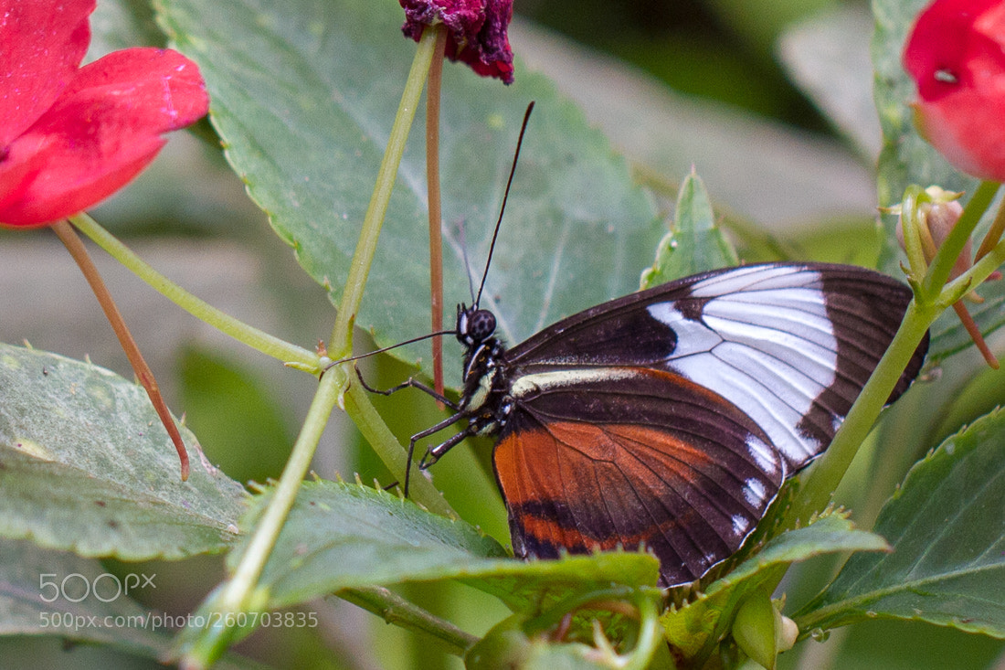 Canon EOS 7D sample photo. Hidden butterfly photography
