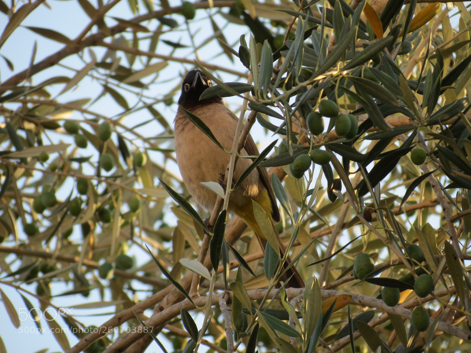 Canon PowerShot SX40 HS sample photo. My song photography