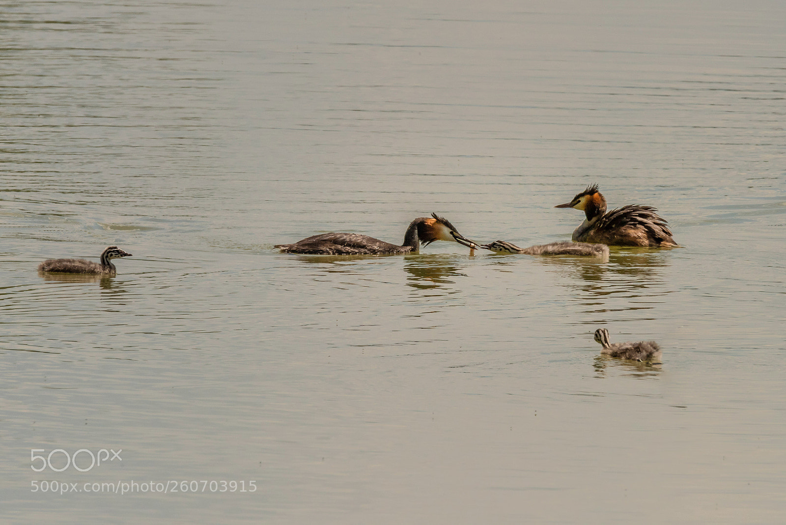 Nikon D810 sample photo. The whole family photography