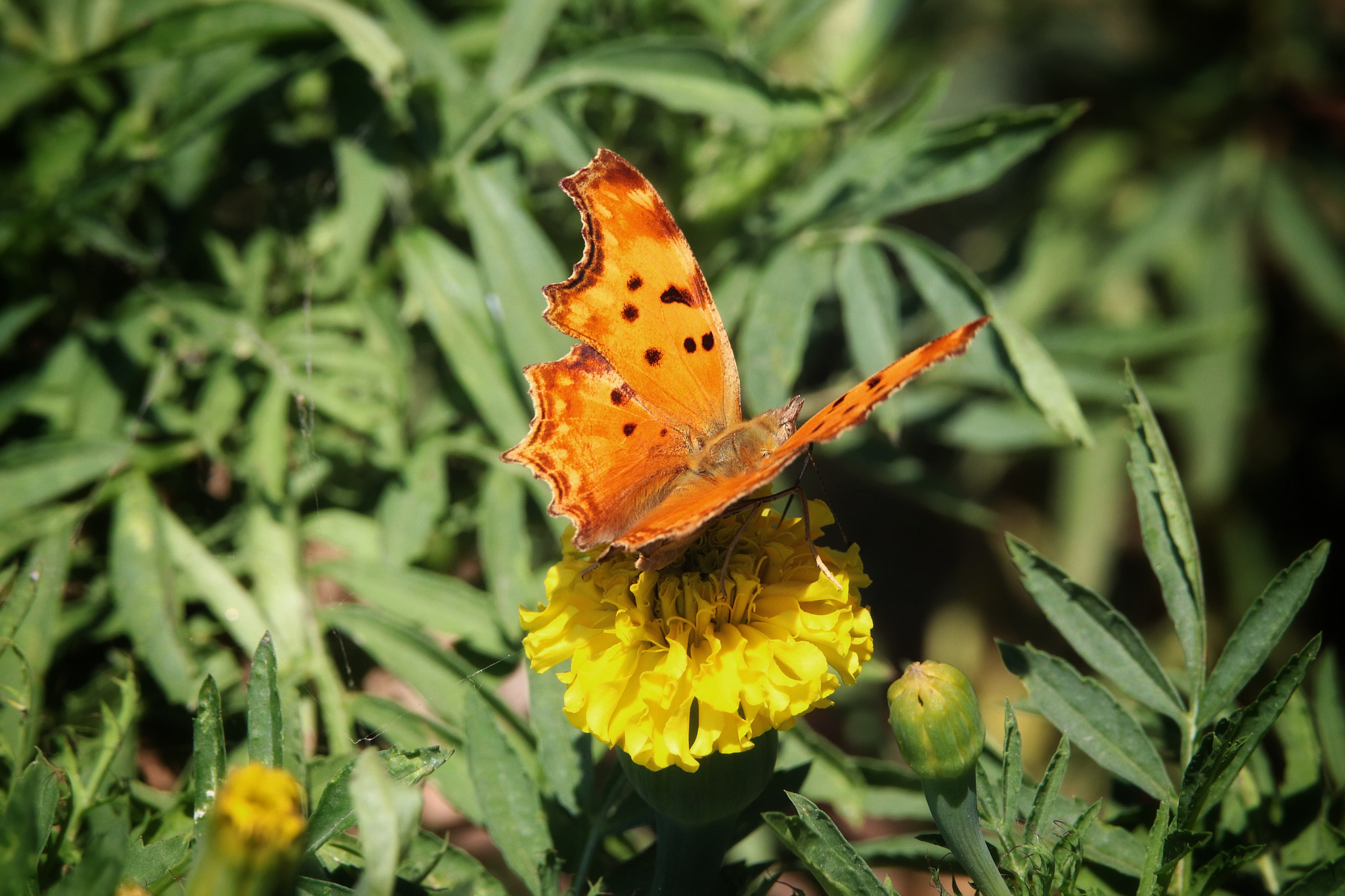 Canon EOS 800D (EOS Rebel T7i / EOS Kiss X9i) sample photo. Butterfly photography