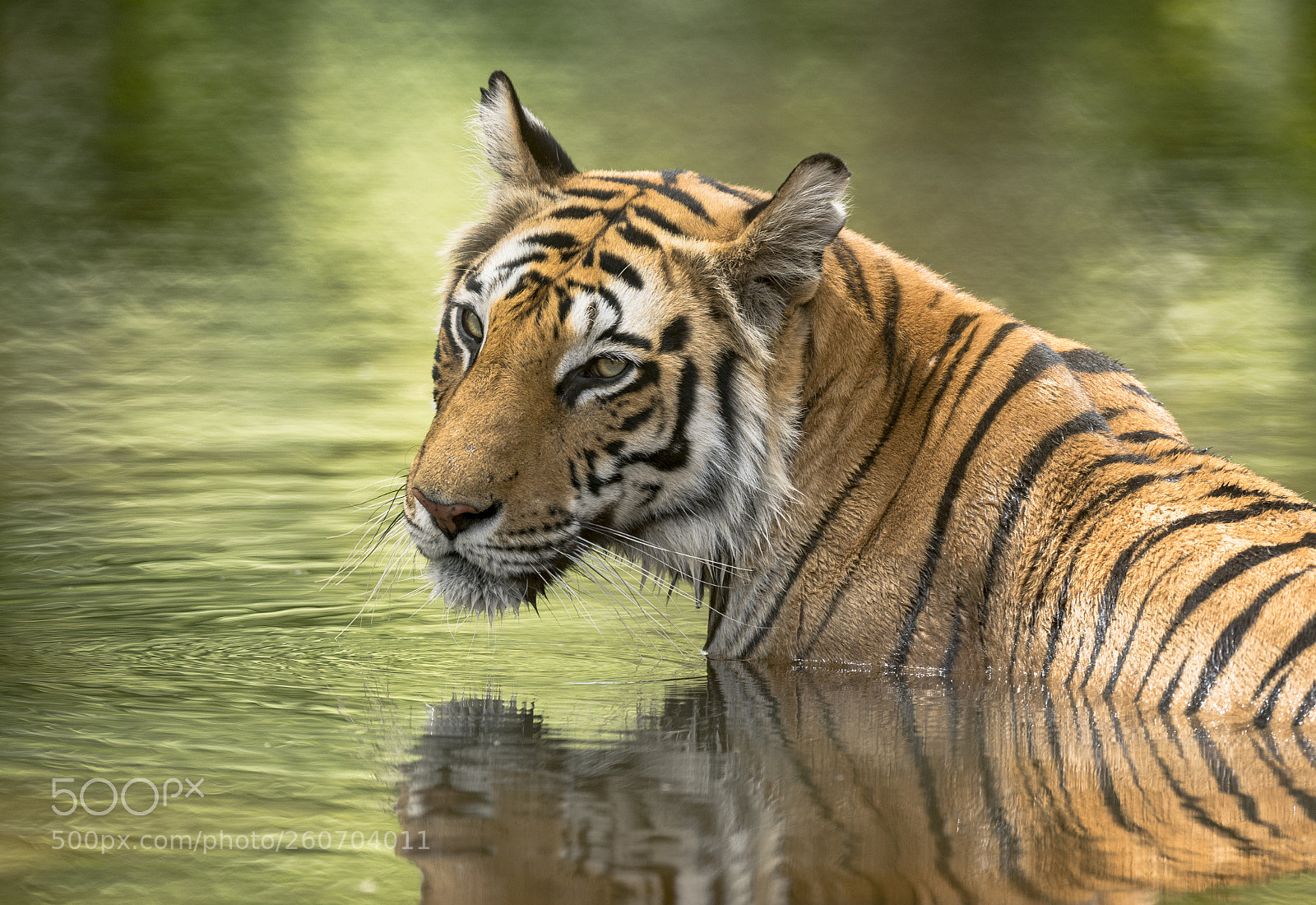 Nikon D500 sample photo. Bengal tiger in water photography