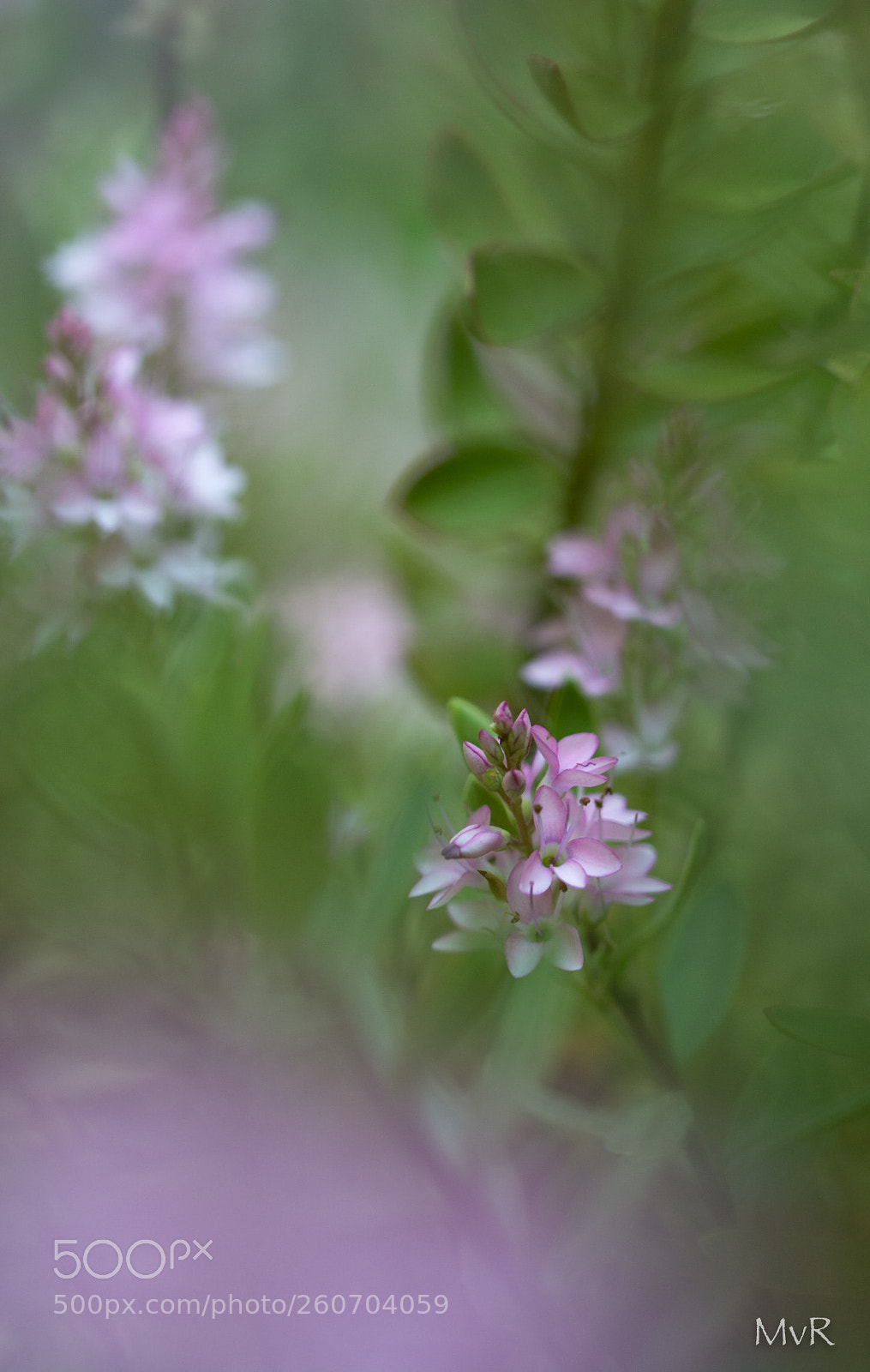 Nikon D7100 sample photo. Hebes photography