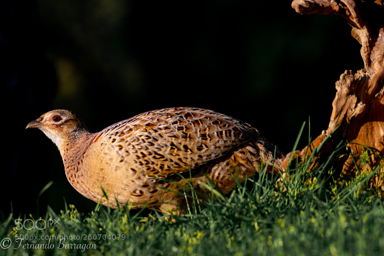 Nikon D500 sample photo. Female pheasant photography