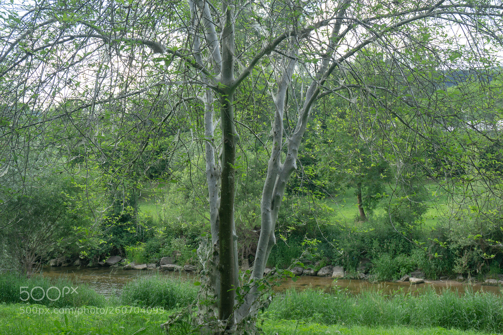 Sony a6000 sample photo. Dsc photography