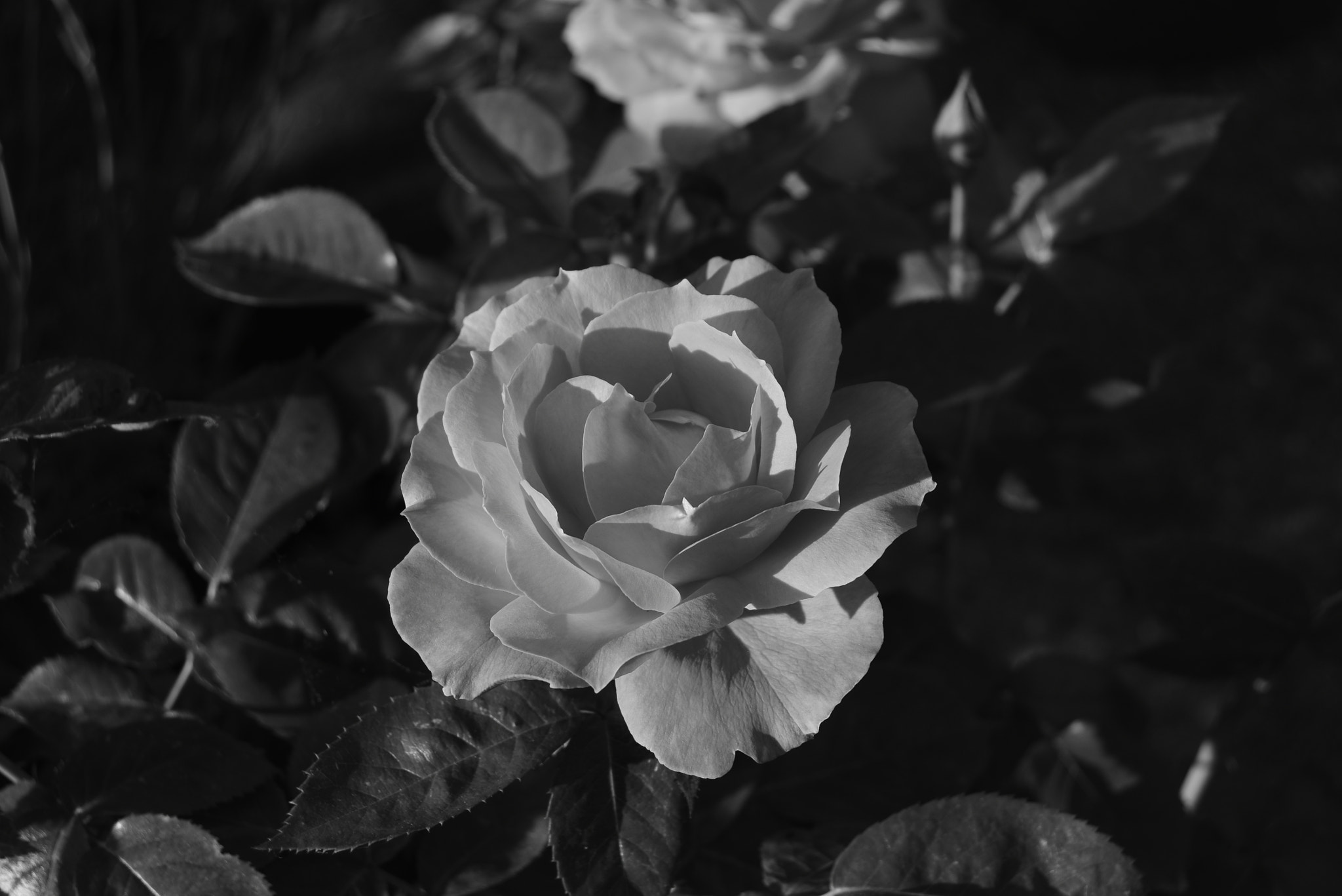 Nikon D3300 sample photo. Sun catcher photography
