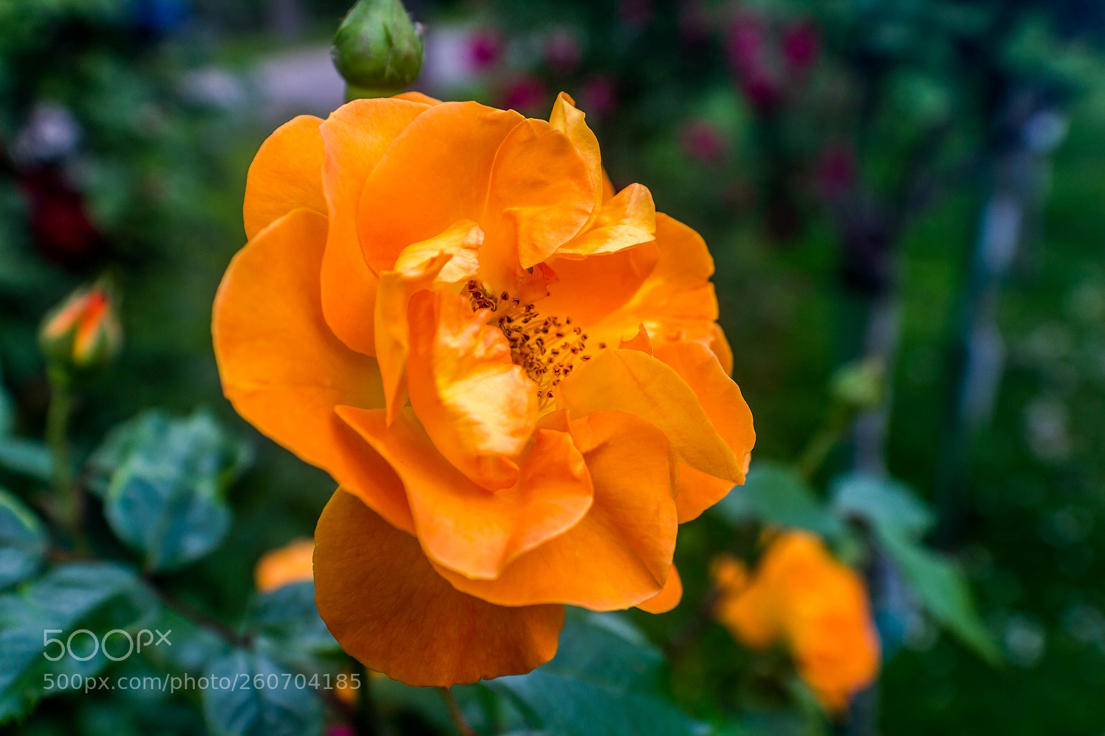 Canon EOS 550D (EOS Rebel T2i / EOS Kiss X4) sample photo. Rose photography