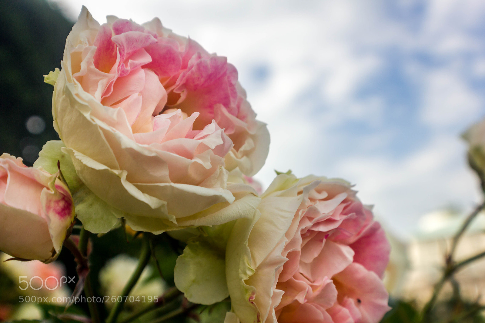 Canon EOS 550D (EOS Rebel T2i / EOS Kiss X4) sample photo. Rose photography