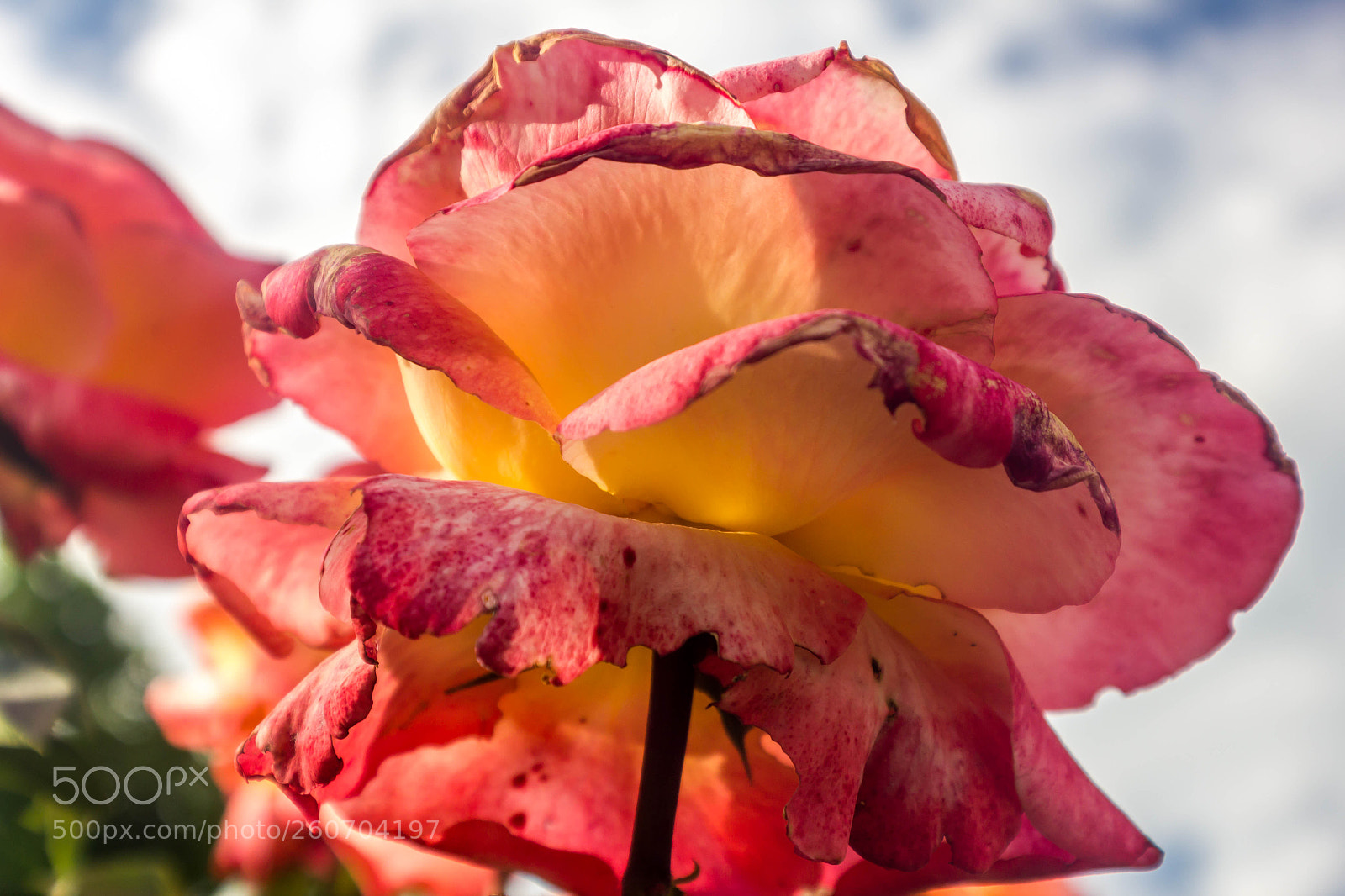 Canon EOS 550D (EOS Rebel T2i / EOS Kiss X4) sample photo. Rose photography