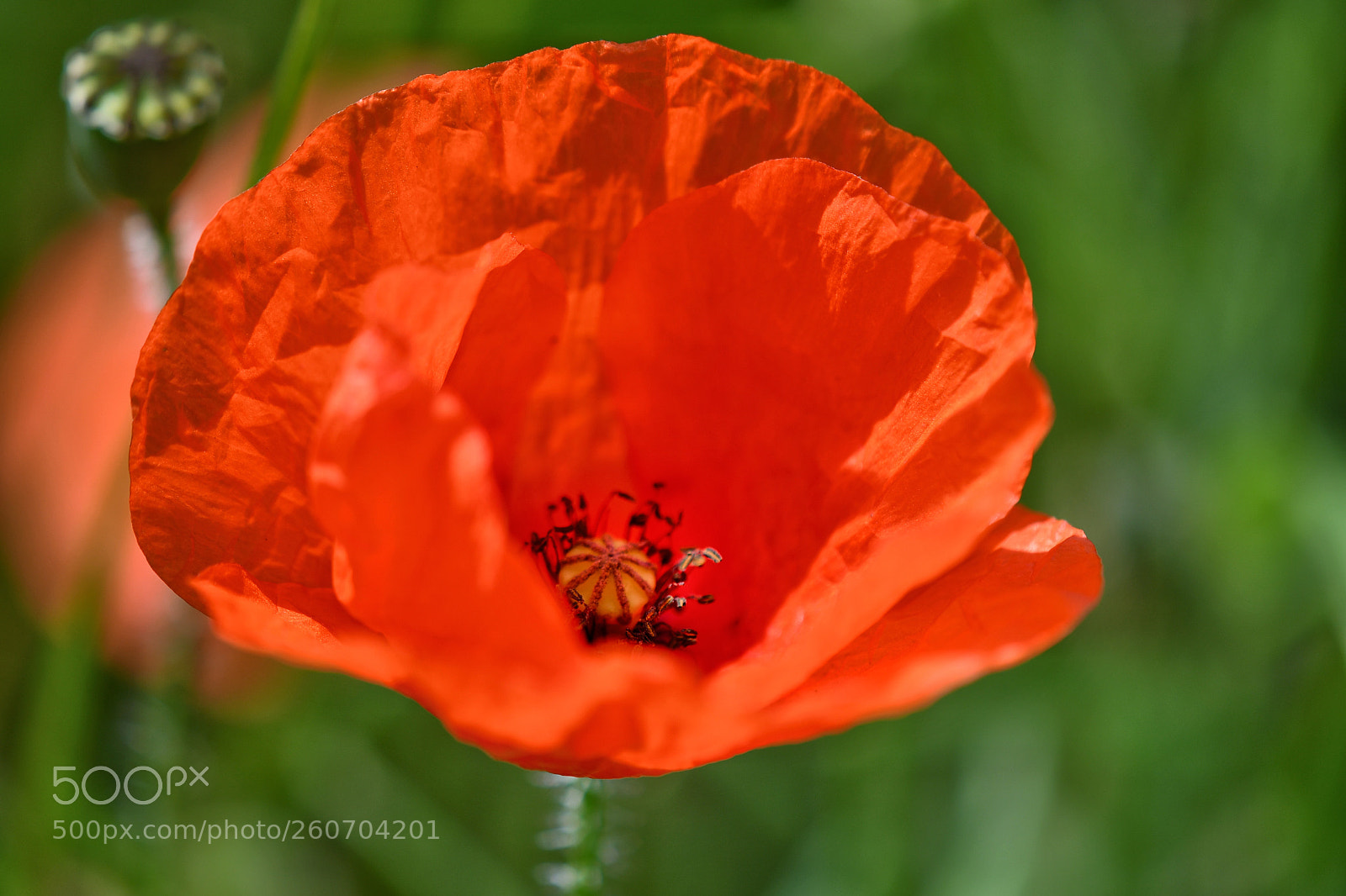 Nikon D7500 sample photo. Red photography