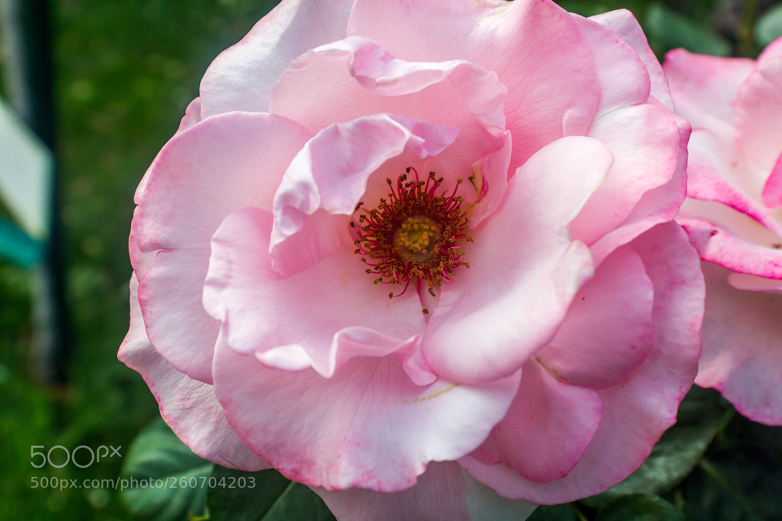 Canon EOS 550D (EOS Rebel T2i / EOS Kiss X4) sample photo. Rose photography