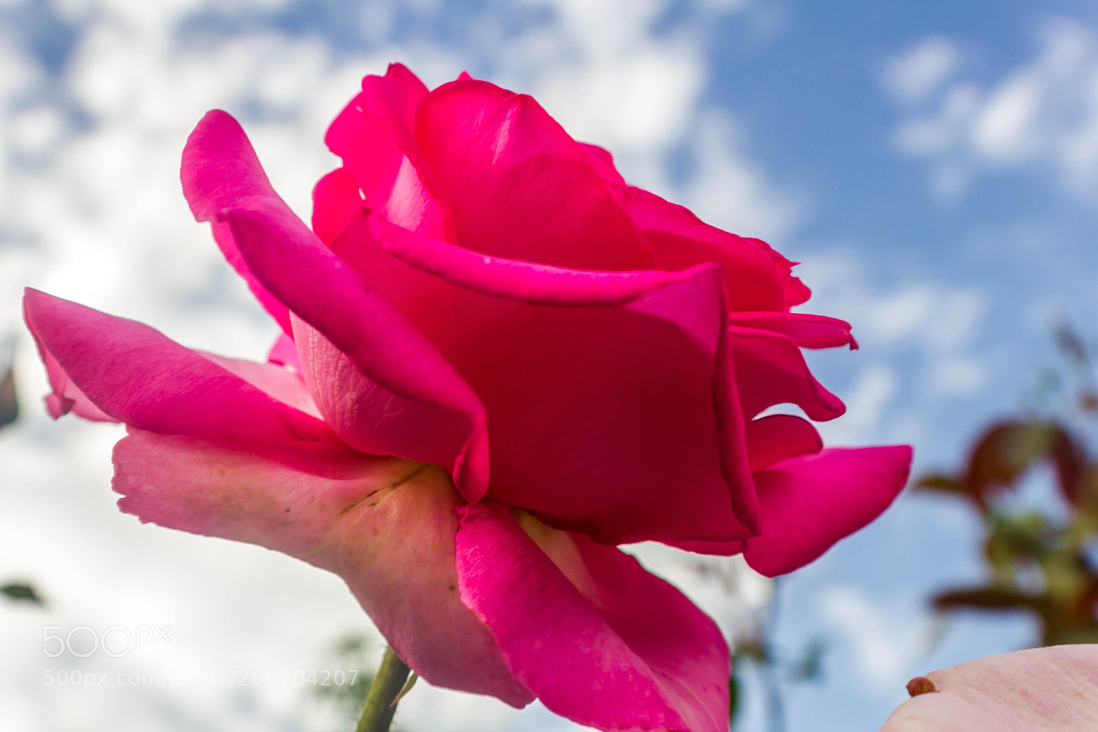 Canon EOS 550D (EOS Rebel T2i / EOS Kiss X4) sample photo. Rose photography
