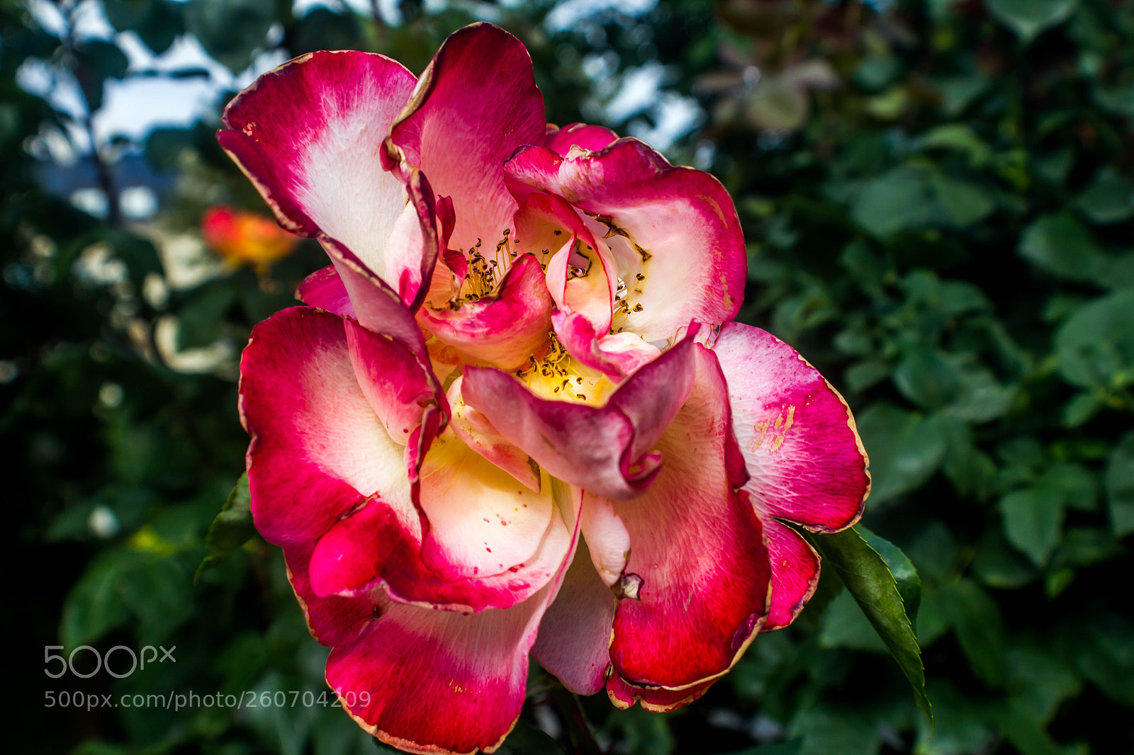 Canon EOS 550D (EOS Rebel T2i / EOS Kiss X4) sample photo. Rose photography