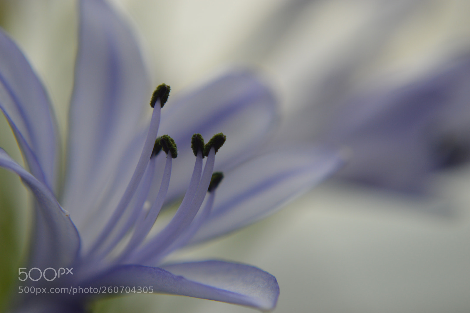 Nikon D3200 sample photo. Soft touch photography