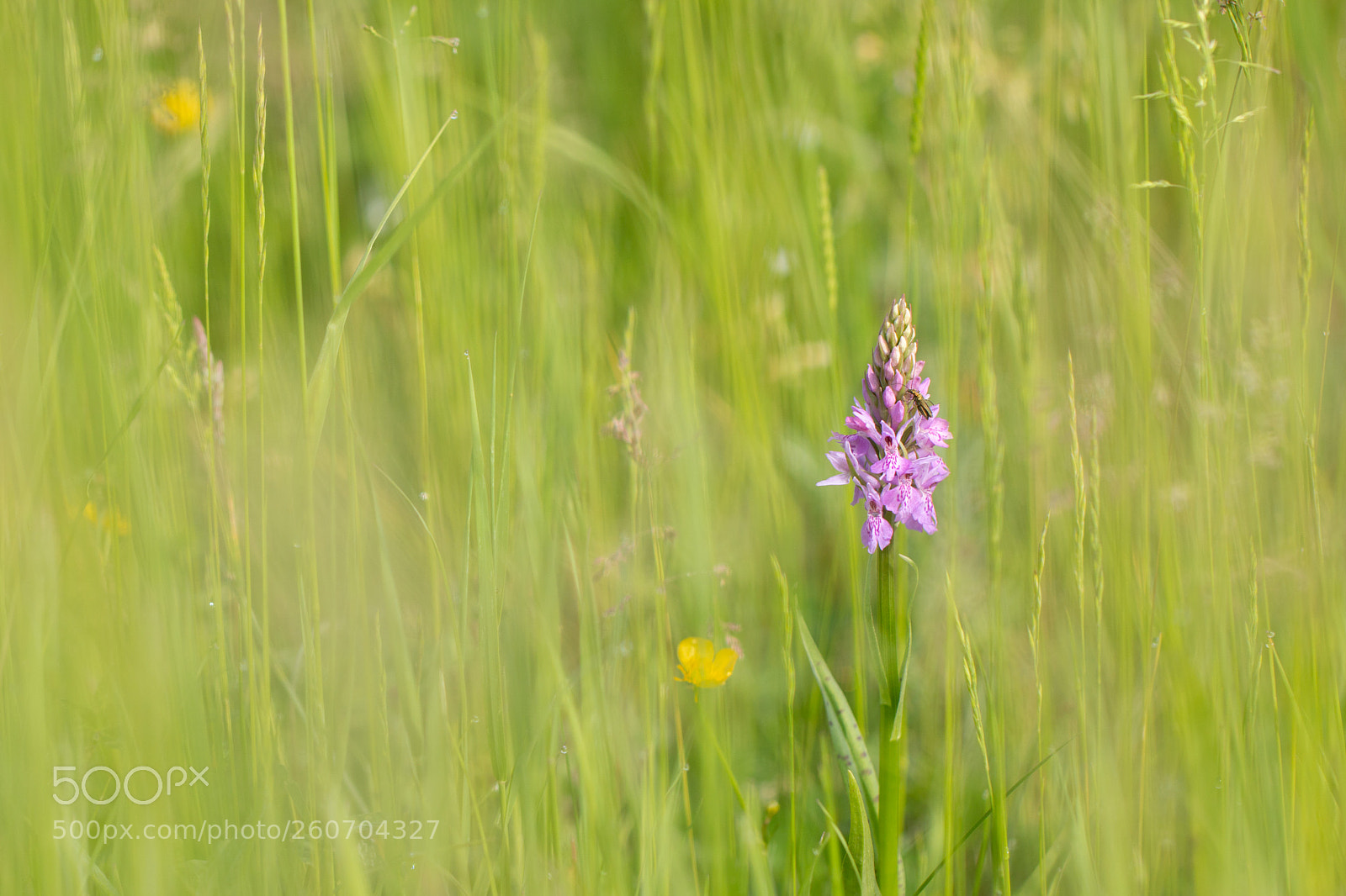 Canon EOS 70D sample photo. Southern marsh orchid photography