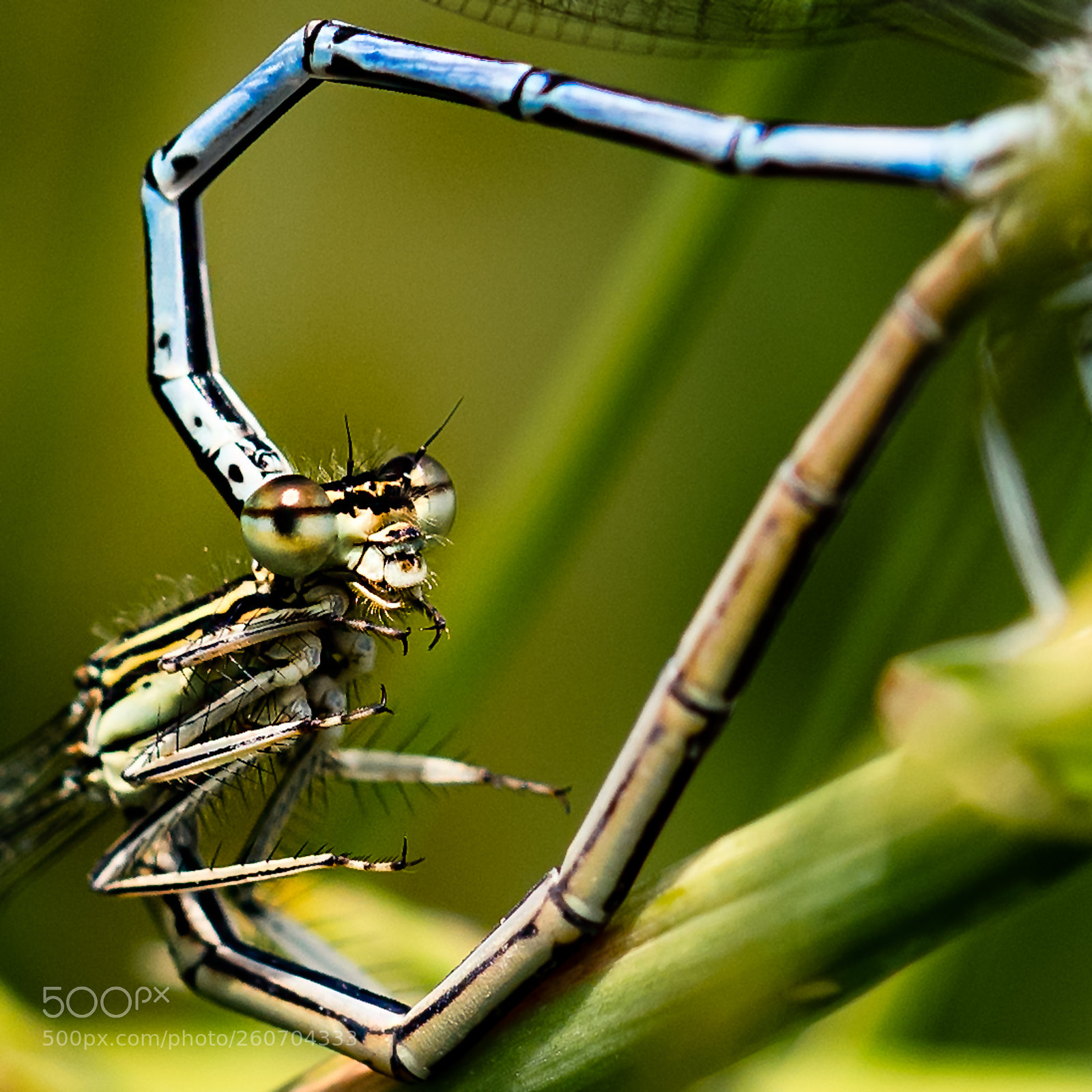 Nikon D500 sample photo. Heart of an insect photography