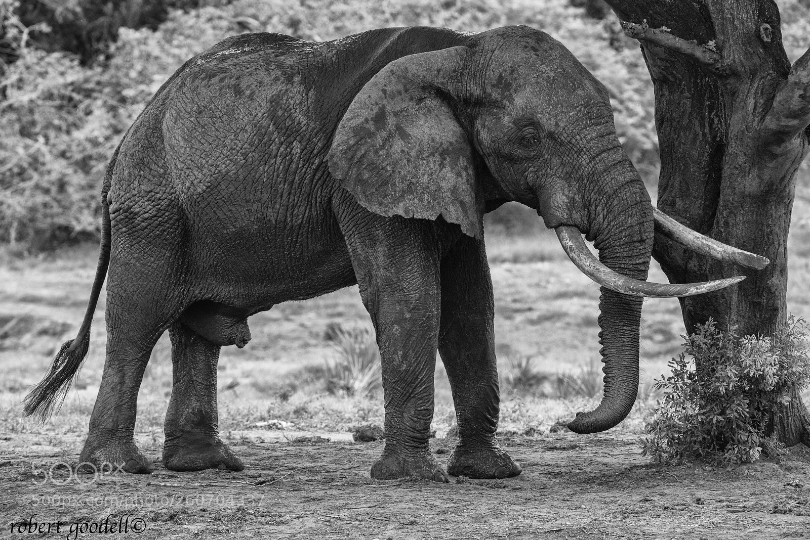Nikon D810 sample photo. Tembe giant photography