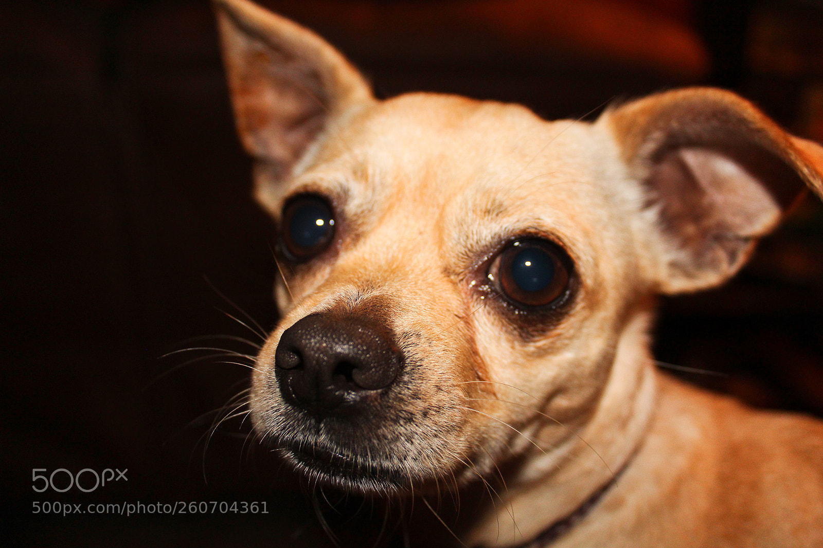 Canon EOS 1300D (EOS Rebel T6 / EOS Kiss X80) sample photo. Rescue puppy close up photography
