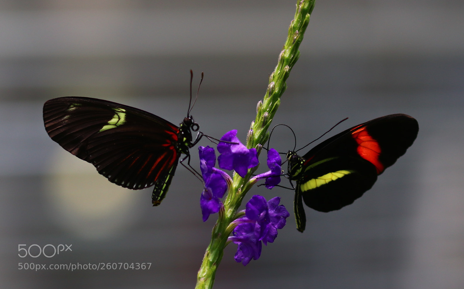 Canon EOS 80D sample photo. Butterflies in spring photography