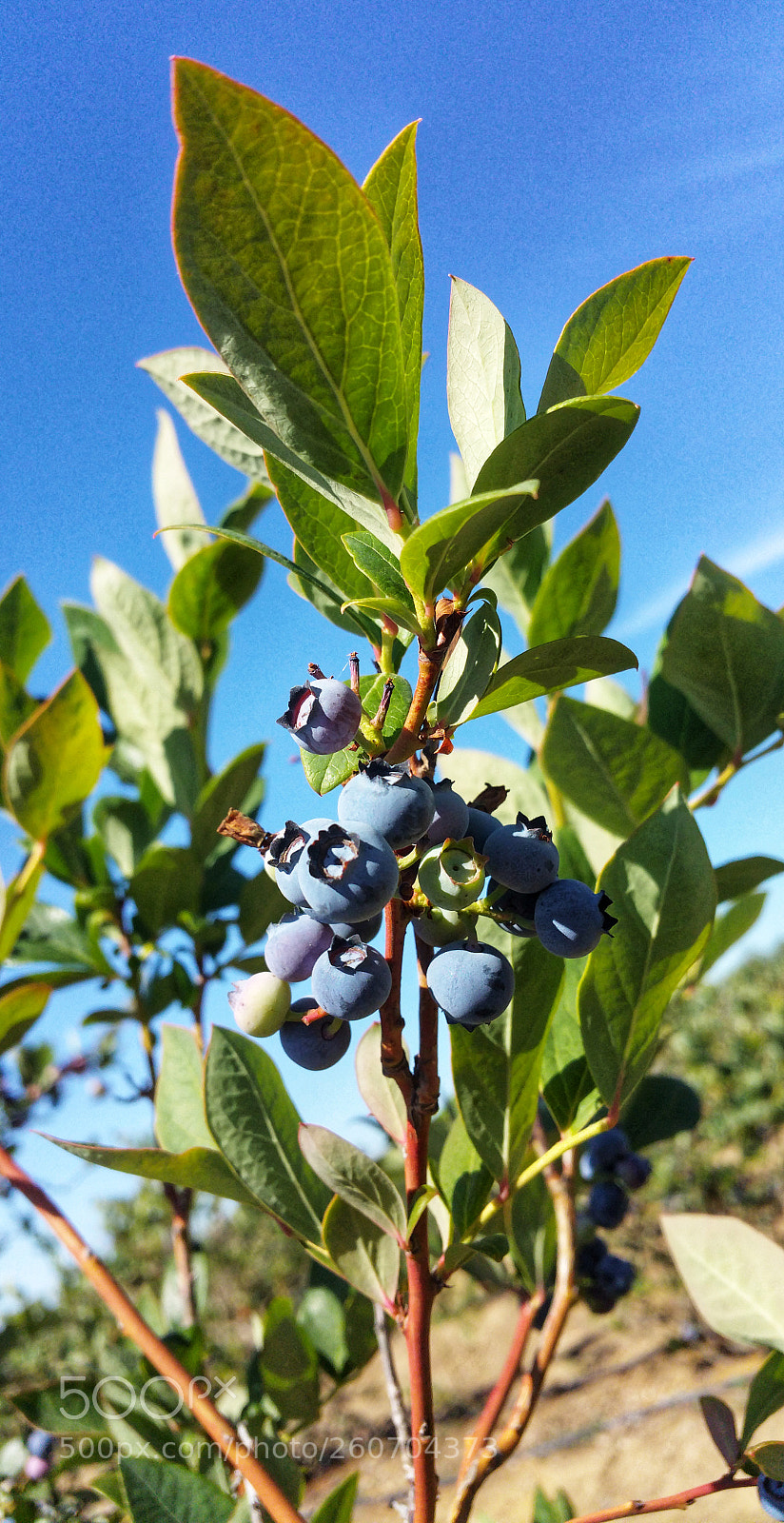 Samsung Galaxy Note4 sample photo. Country strong! picking blueberries. photography