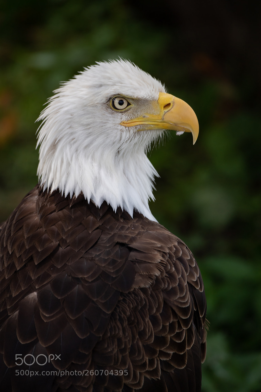 Nikon D5 sample photo. Bald eagle photography