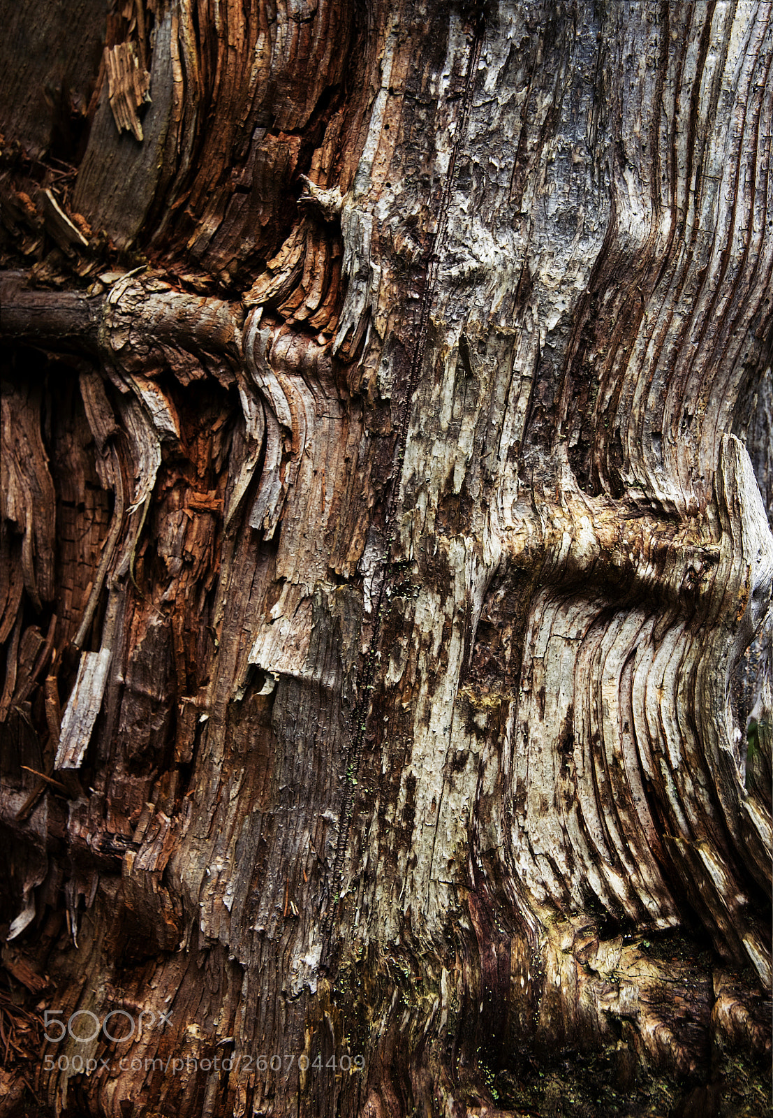 Nikon D5500 sample photo. Texture on rotten wood photography