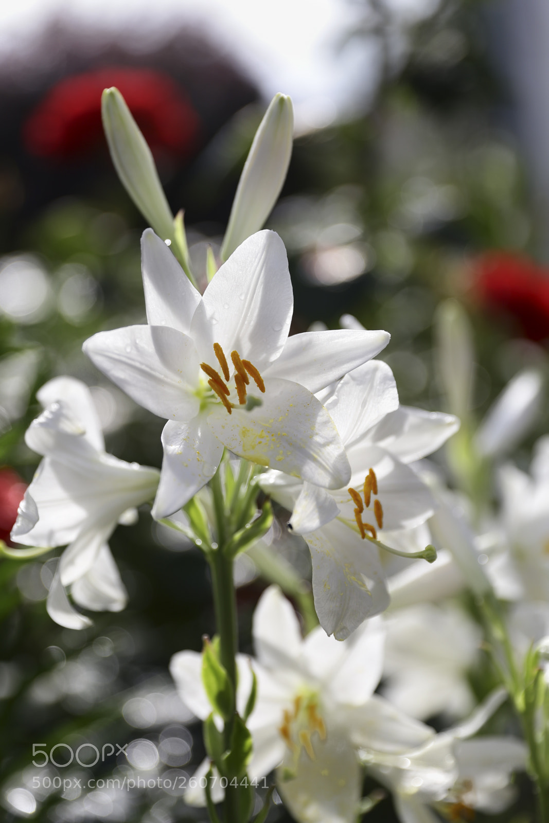 Canon EOS 6D sample photo. Untitled photography