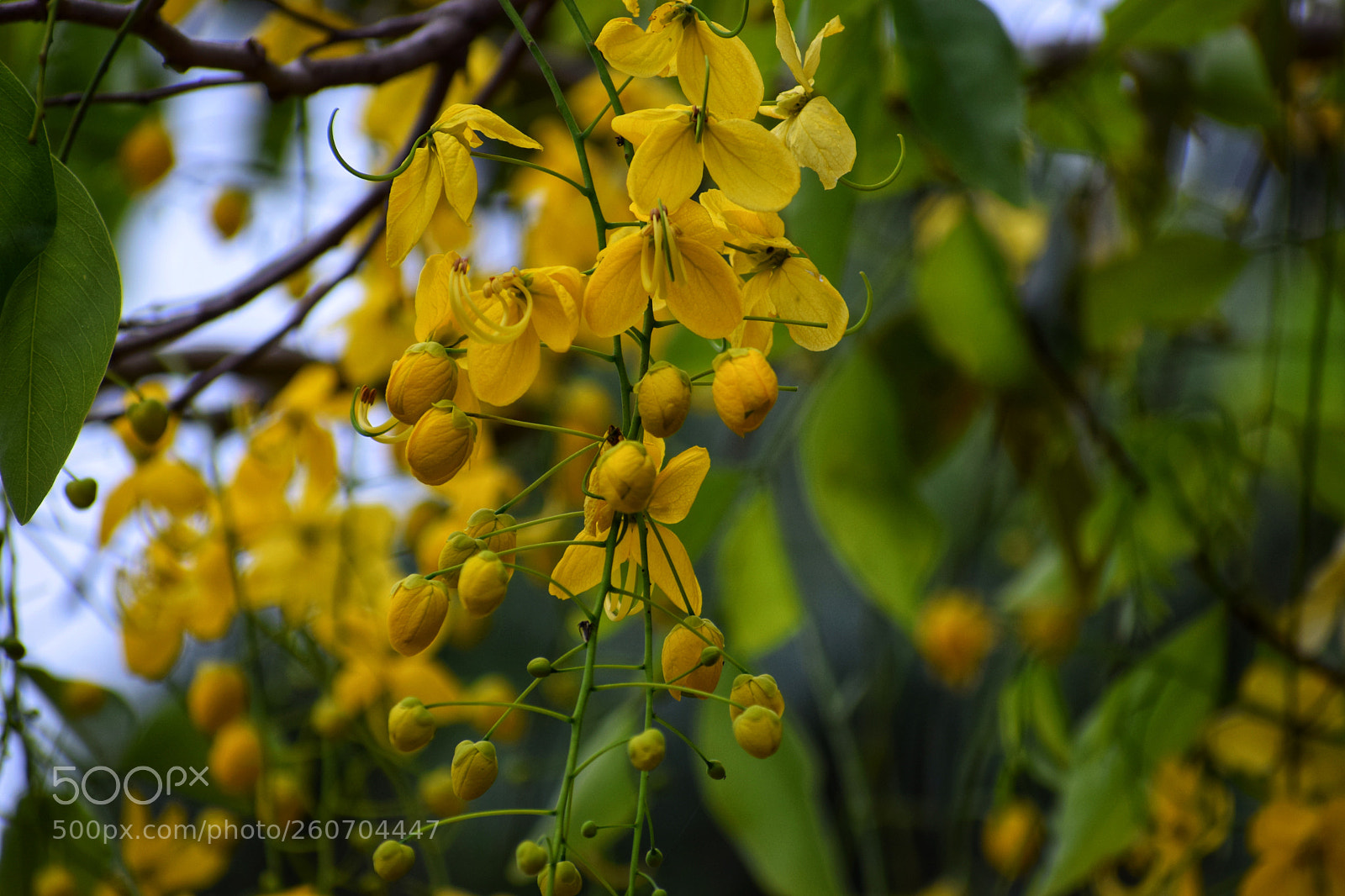 Nikon D5300 sample photo. Season of flowers photography