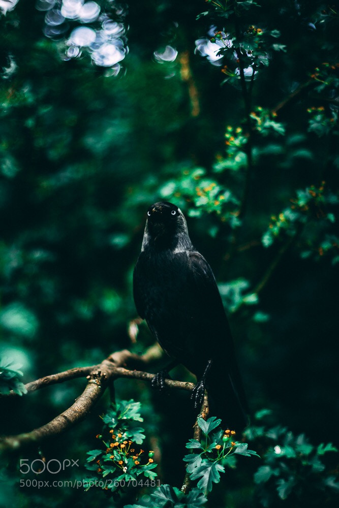 Canon EOS 700D (EOS Rebel T5i / EOS Kiss X7i) sample photo. Overlooking bird photography