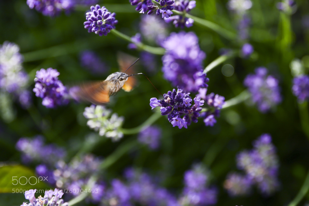 Canon EOS 6D sample photo. Untitled photography