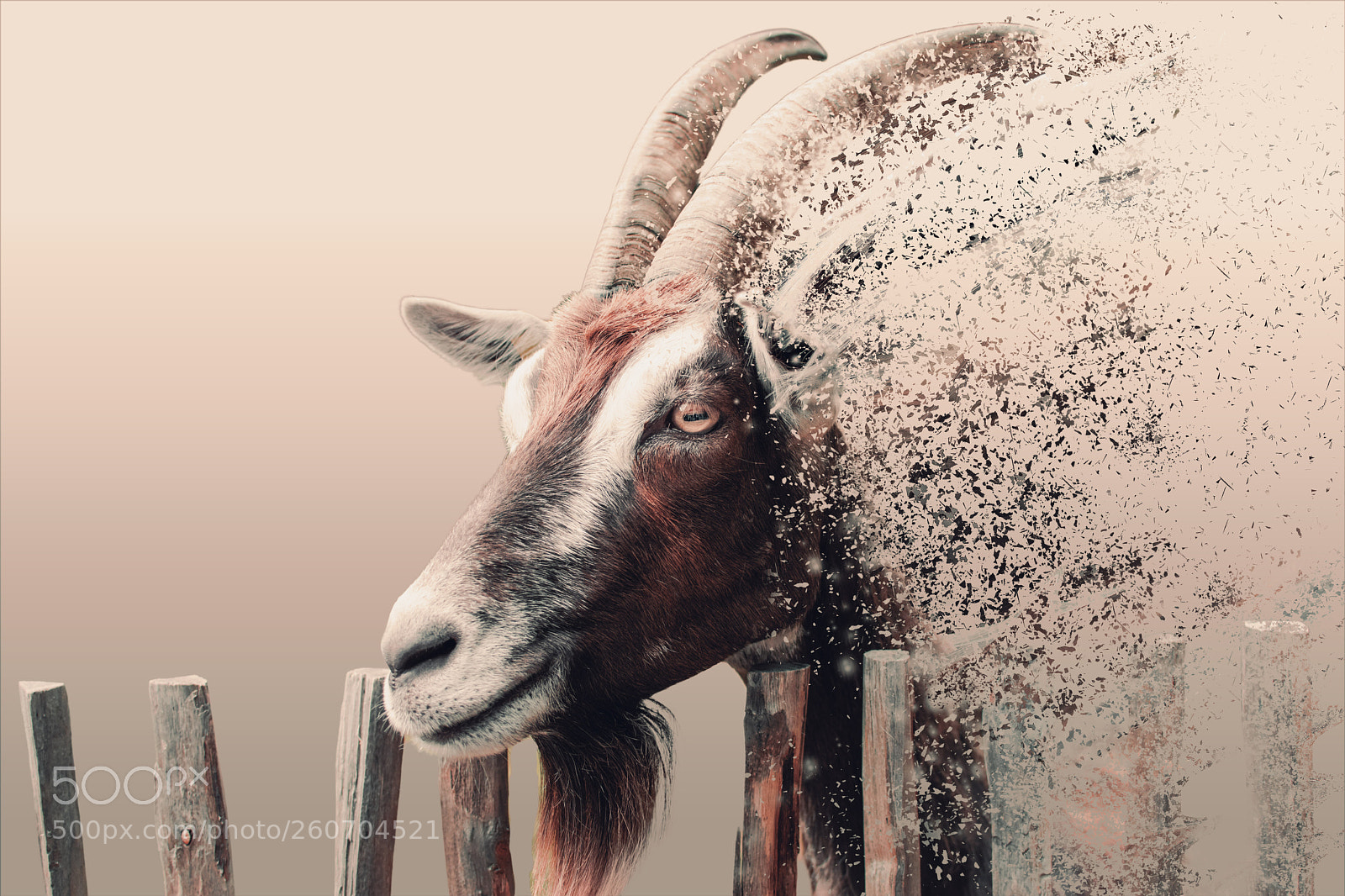 Nikon D5300 sample photo. Goat photography