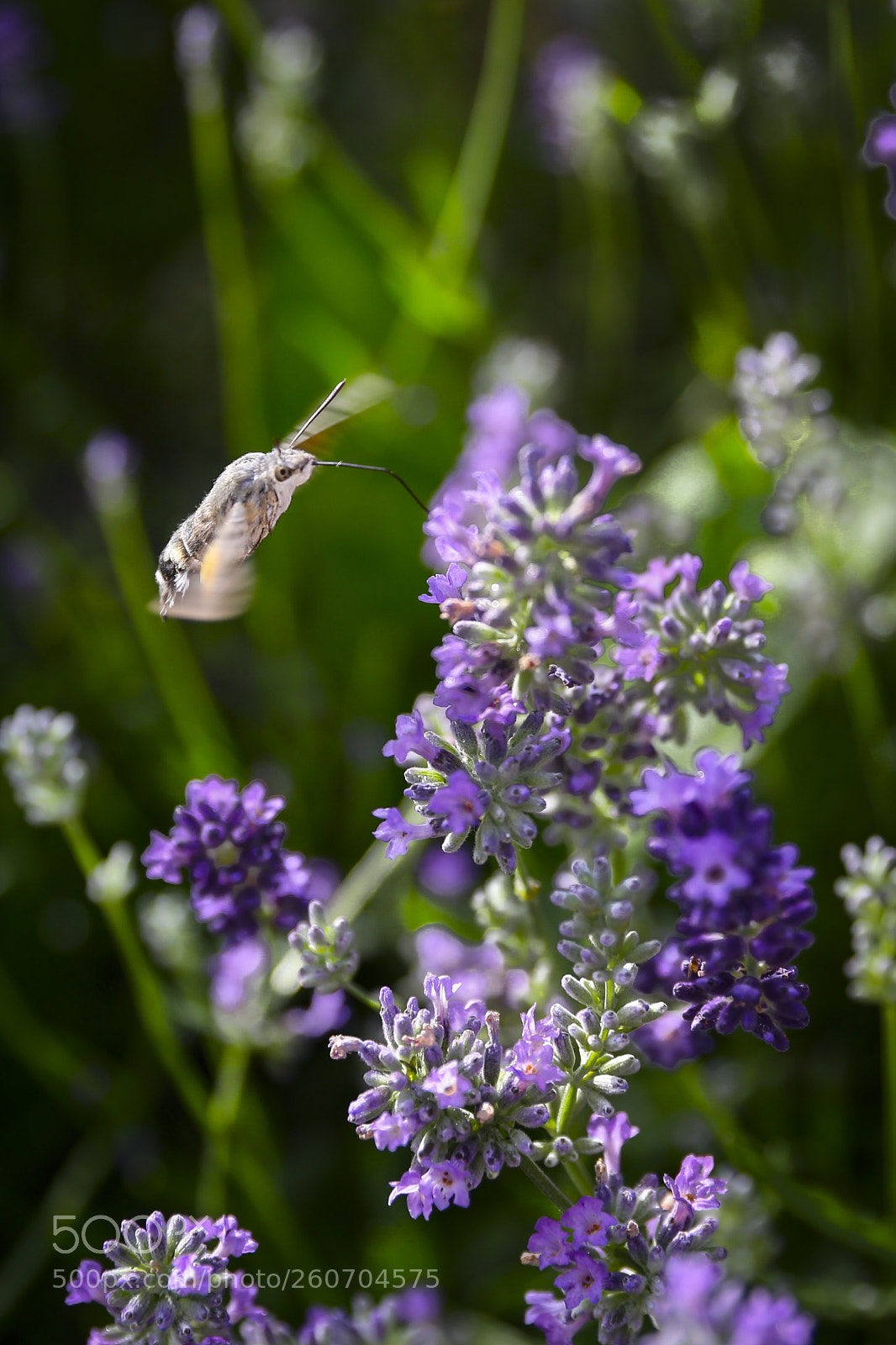 Canon EOS 6D sample photo. Untitled photography