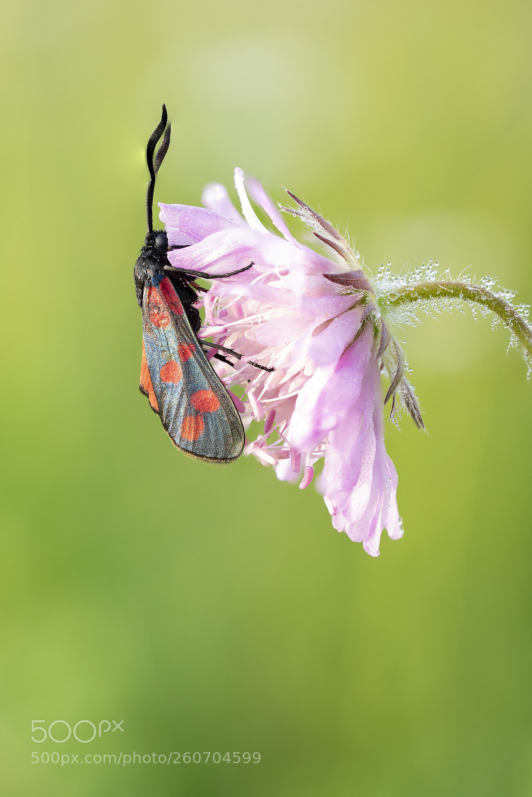 Olympus OM-D E-M1 sample photo. Zygaena filipendulae photography