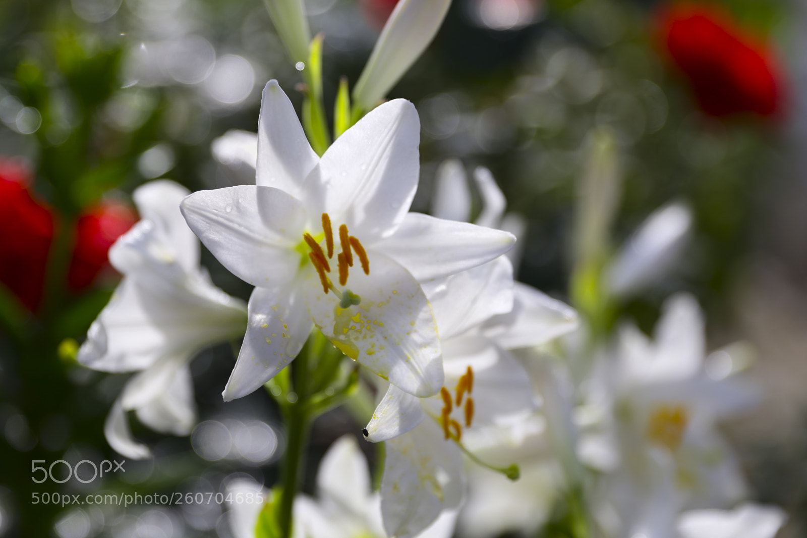 Canon EOS 6D sample photo. Img photography
