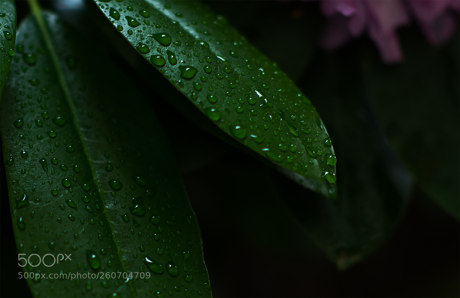 Nikon D810 sample photo. Macro drops photography
