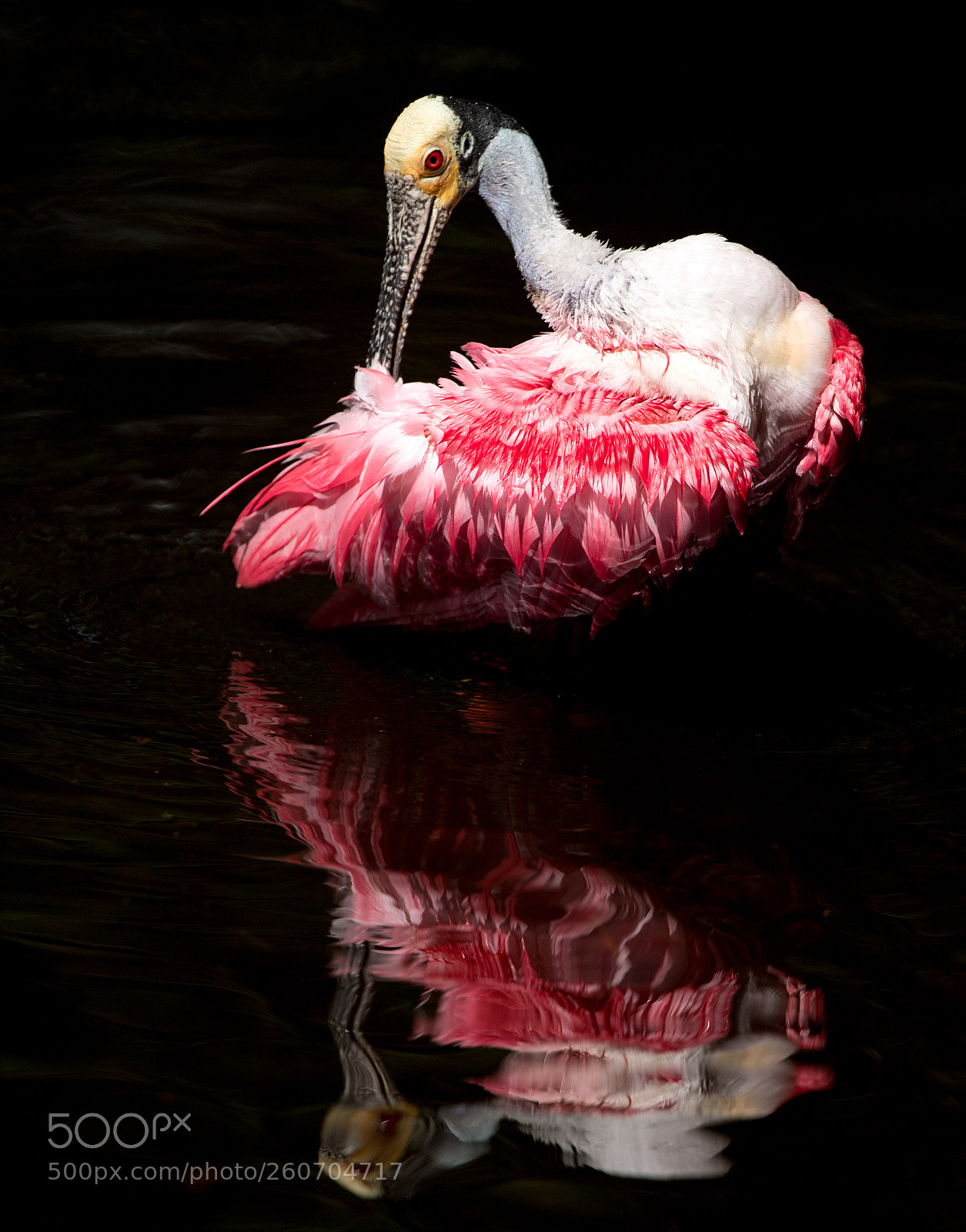 Nikon D5 sample photo. Roseate spoonbill photography