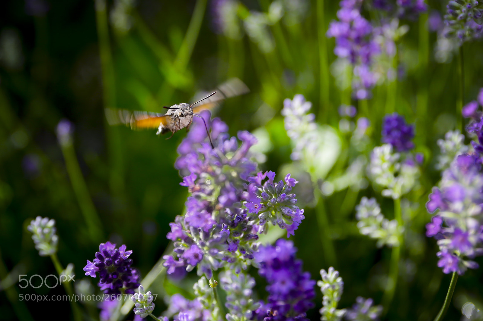 Canon EOS 6D sample photo. Untitled photography