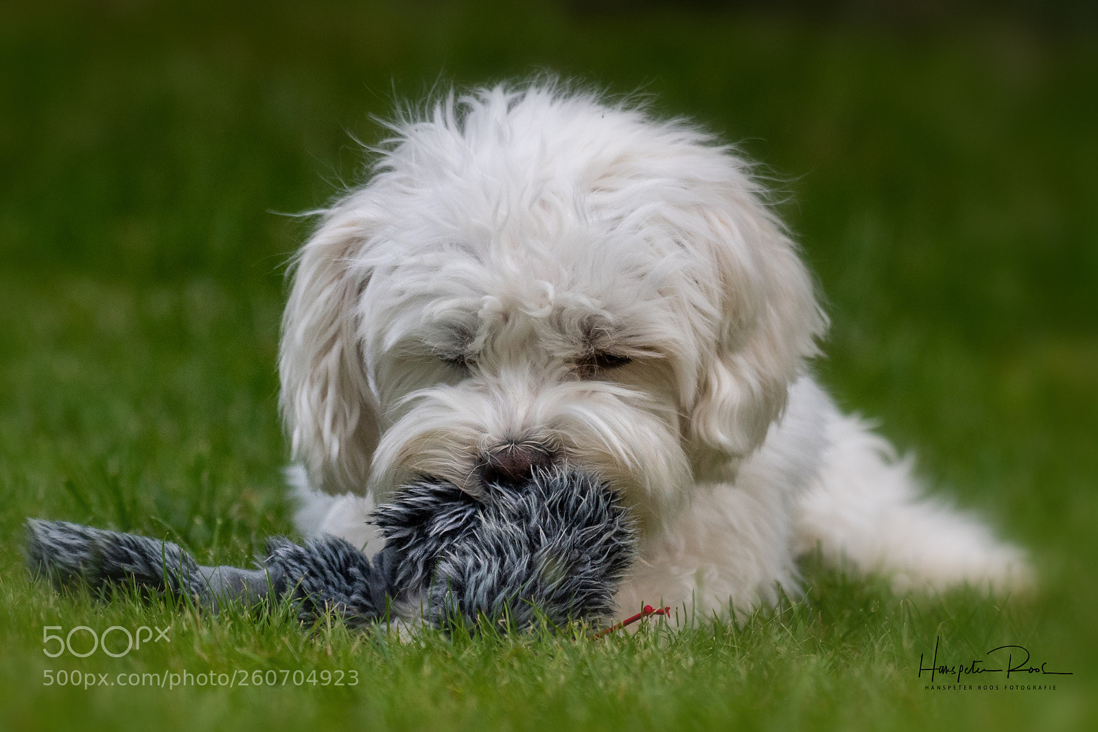 Nikon D5 sample photo. Moritz with friend photography