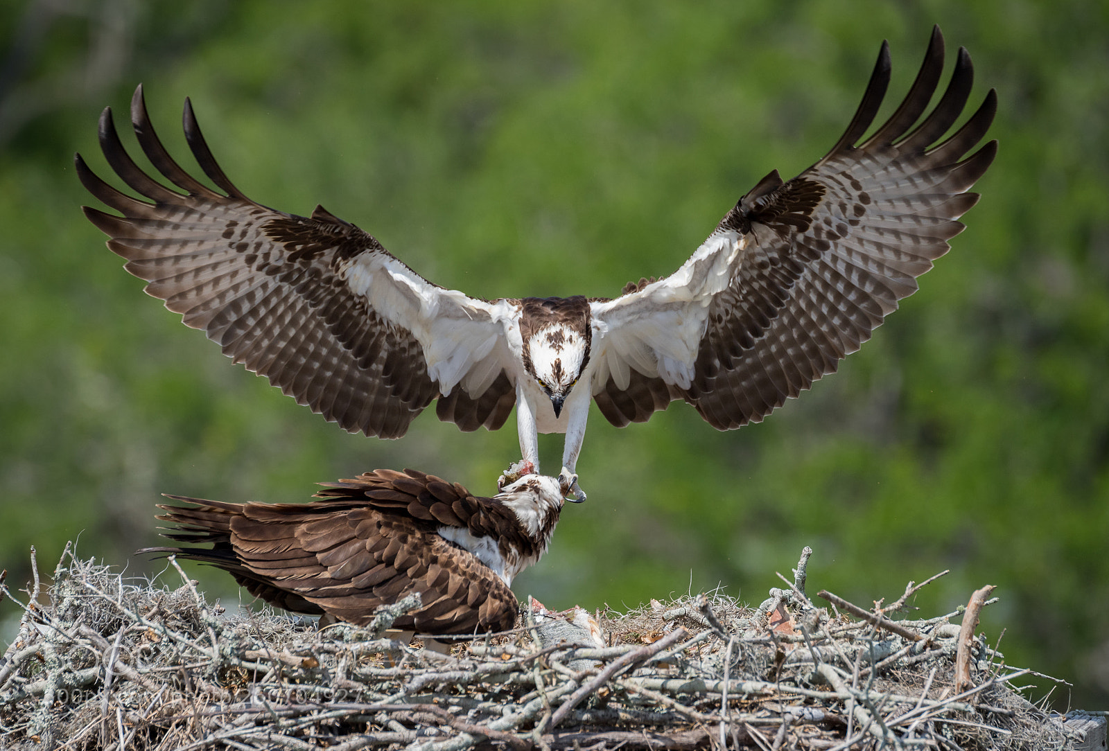 Nikon D5 sample photo. Osprey nest photography