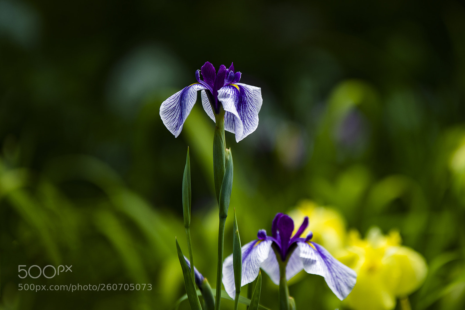 Nikon D850 sample photo. Iris photography
