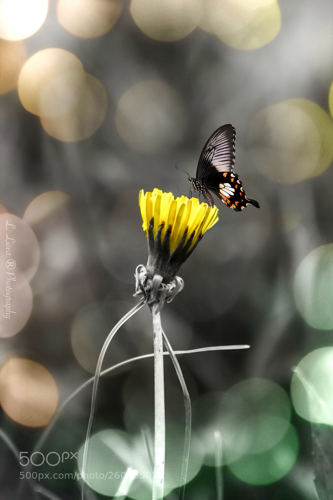 Canon EOS 6D Mark II sample photo. Caress of light 76 photography