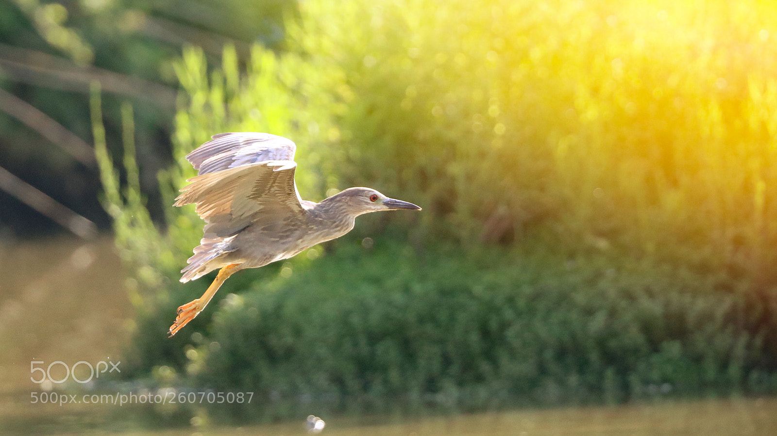 Canon EOS-1D X Mark II sample photo. Untitled photography
