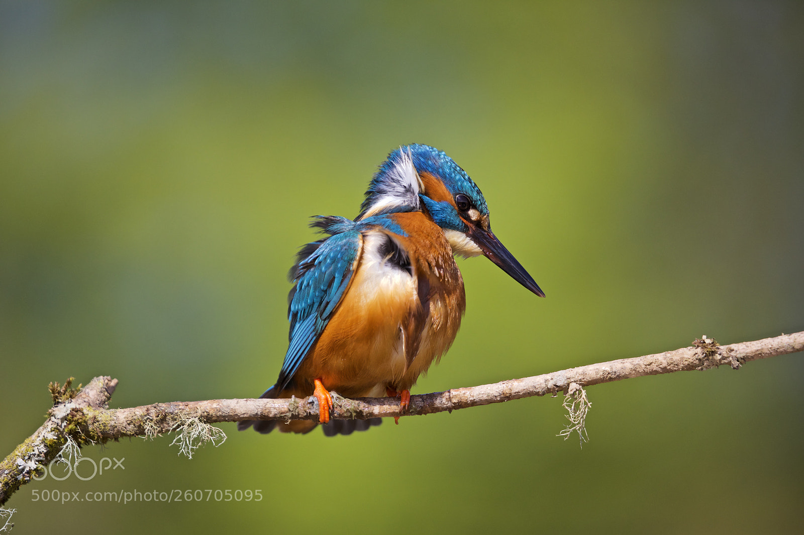 Canon EOS 5D Mark IV sample photo. Kingfisher photography