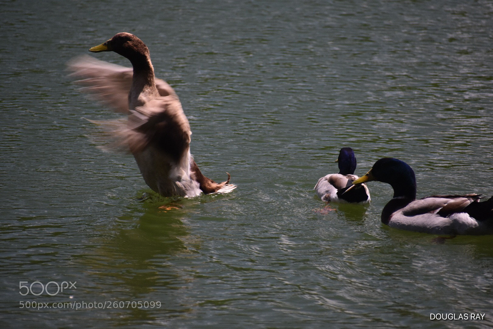Nikon D3400 sample photo. Protecting the little ones photography